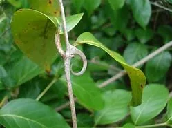 Gauruotoji unkarija