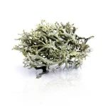 Islandinė kerpena  100g / 200g / 500g
