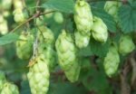 ŽOLELĖS ARBATAI ,,SALDŽIŲ SAPNŲ” 70 g