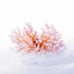 3670_sango-meeres-koralle-calcium-magnesium-pulver_en_wirkstoffe-1