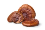 Reishi_large