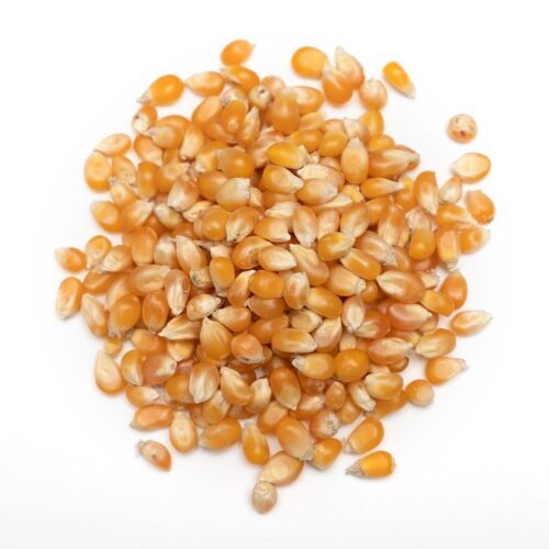 Kukurūzai spragėsiams (popcorn) 1000g