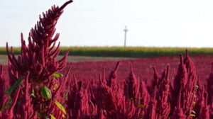 Burnočių sėklų miltai (Amaranthus) 1000g