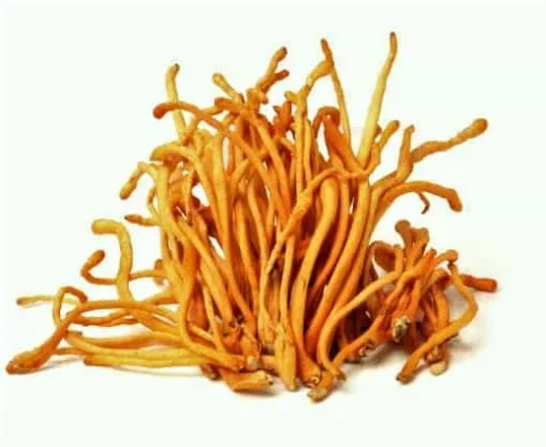 Džiovinti Cordyceps grybai (Cordyceps militaris) 50g