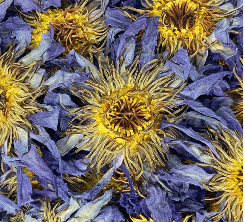 Talismanas milžiniška jūros pupelė